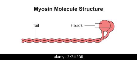 Wissenschaftliche Gestaltung der Myosin-Molekülstruktur. Bunte Symbole. Vektorgrafik. Stock Vektor