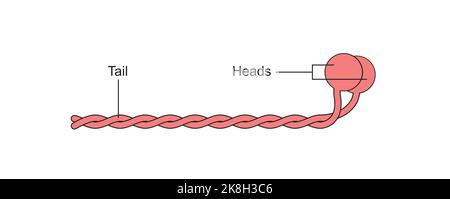 Wissenschaftliche Gestaltung der Myosin-Molekülstruktur. Bunte Symbole. Vektorgrafik. Stock Vektor