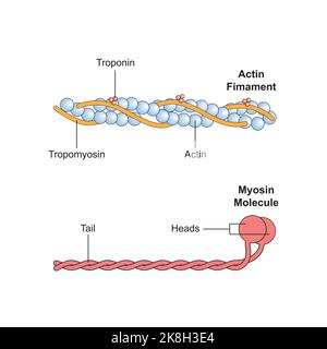 Wissenschaftliche Gestaltung der Aktin- und Myosin-Struktur. Bunte Symbole. Vektorgrafik. Stock Vektor