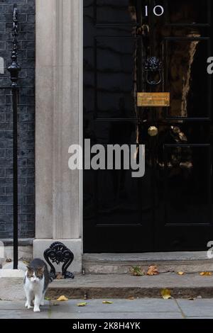 London, Großbritannien. 19.. Oktober 2022. Larry, Chief Mouser des Kabinettsbüros, ist vor der Downing Street 10 abgebildet. Sowohl konservative als auch oppositionelle Abgeordnete Stockfoto