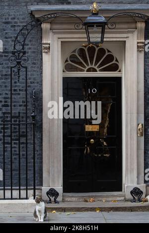 London, Großbritannien. 19.. Oktober 2022. Larry, Chief Mouser des Kabinettsbüros, ist vor der Downing Street 10 abgebildet. Sowohl konservative als auch oppositionelle Abgeordnete Stockfoto