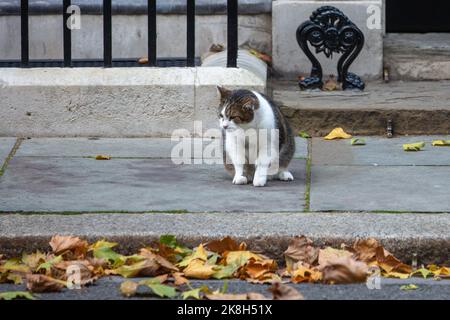 London, Großbritannien. 19.. Oktober 2022. Larry, Chief Mouser des Kabinettsbüros, ist vor der Downing Street 10 abgebildet. Sowohl konservative als auch oppositionelle Abgeordnete Stockfoto