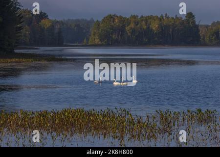 Trompeter schwäne am Clam Lake im Norden von Wisconsin. Stockfoto