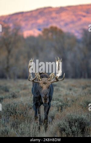Bull Moose Stockfoto
