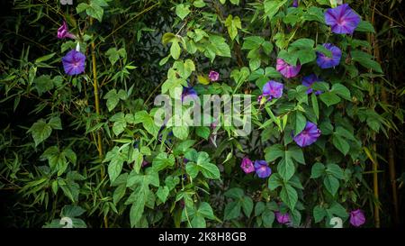 Ipomoea blühende Pflanze über Bambus-Holz-Baum, natürlicher Garten Hintergrund. Blumen und Bäume Textur für Muster. Stockfoto