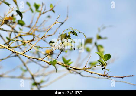 Die Blätter und Äste des Maulbeerbaums auf dem blauen Himmel Hintergrund selektiver Fokus Stockfoto
