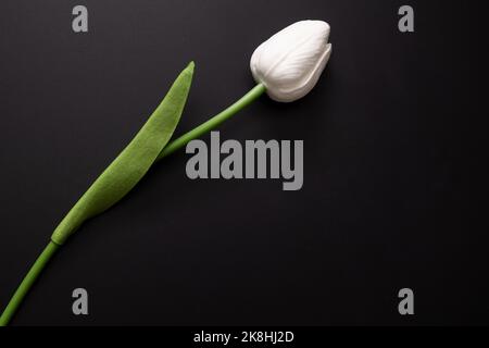 Detaillierte Aufnahme der weißen Tulpe auf dunklem Hintergrund. Stockfoto