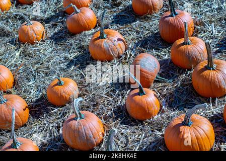 Im Herbst gibt es zahlreiche Feste mit bunten Kürbissen, Kürbissen und anderen saisonalen Produkten und Speisen. Stockfoto