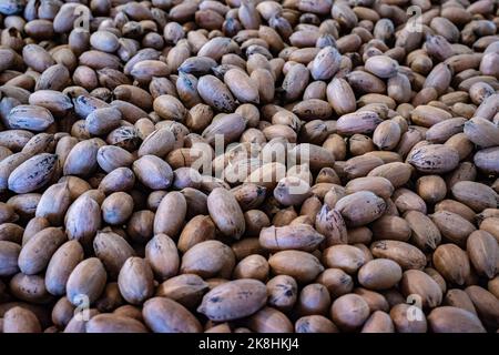 Im Herbst gibt es zahlreiche Feste mit bunten Kürbissen, Kürbissen und anderen saisonalen Produkten und Speisen. Stockfoto