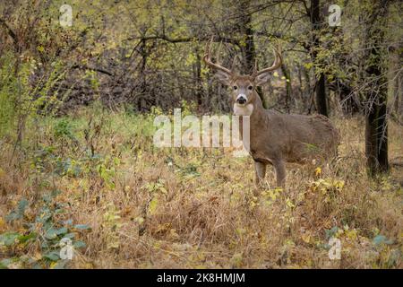 Weißschwanzhirsch (Odocoileus virginianus), Bock im Herbst Stockfoto
