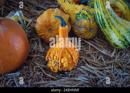 Im Herbst gibt es zahlreiche Feste mit bunten Kürbissen, Kürbissen und anderen saisonalen Produkten und Speisen. Stockfoto