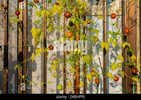 Nahaufnahme der reifen Rebsorte mit kleinen Ballons in Kyoto Stockfoto