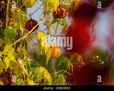 Nahaufnahme der reifen Rebsorte mit kleinen Ballons in Kyoto Stockfoto