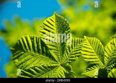 Grüne Kastanien Blätter gegen den Himmel. Blätter im Sommer. Satte hellgrüne Farbe. Details der Natur. Kastanienbaum. Stockfoto