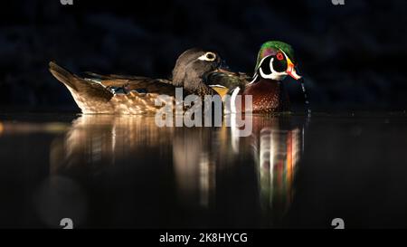 Holzente (aix sponsa) Männchen und Weibchen schwimmen im Morgensonnenlicht auf dem Wasser Colorado, USA Stockfoto