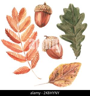Eicheln und Eberesche Blätter, Eichenblatt auf weißem Hintergrund. Aquarelldarstellung. Isolieren. Stockfoto