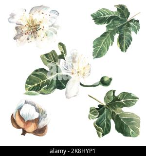 Weiße Feigenblüten auf einem isolierten Hintergrund. Blätter auf weißem Hintergrund. Blüte. Aquarelldarstellung. Stockfoto