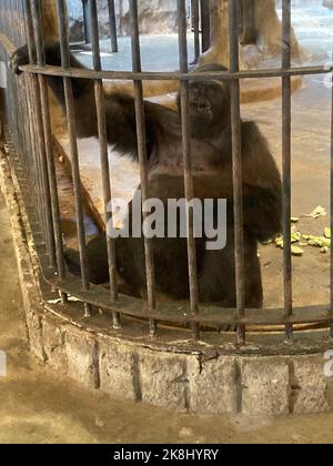 Bangkok, Thailand. 23. Oktober 2022. Der weibliche Gorilla Bua Noi. Der Primas lebt seit mehr als 30 Jahren im Zoo, der als „Höllenzoo“ bezeichnet wird, auf Betonböden ohne Tageslicht oder Natur. Sie ist Thailands einziger Gorilla. Quelle: Carola Frentzen/dpa/Alamy Live News Stockfoto