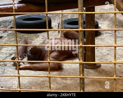 Bangkok, Thailand. 23. Oktober 2022. Ein Orang-Utan liegt auf dem Betonboden in seinem Käfig im Pata Zoo. Der Zoo auf dem Dach eines Einkaufszentrums in Bangkok ist auch als „Hell Zoo“ bekannt. (To dpa 'New Struggle for Bua Noi - Thailands einziger Gorilla im Horrorzoo') Quelle: Carola Frentzen/dpa/Alamy Live News Stockfoto