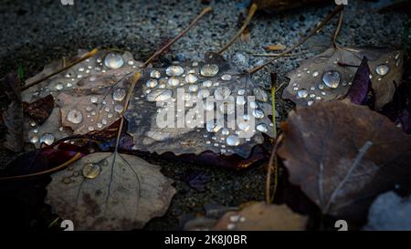 Wassertröpfchen auf heruntergefallenen Blättern Stockfoto