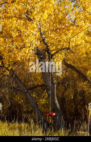 Rote Schaukel für Kinder, die am gelben Herbstbaum hängen Stockfoto