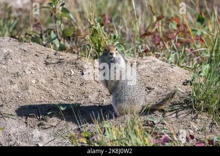 Arktisches Bodenhörnchen, Urocitellus parryii, niedliches Nagetier in Yukon Stockfoto