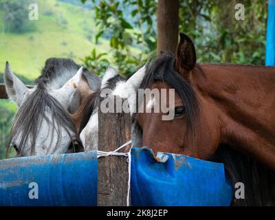 Drei Pferde essen in einem blauen Kunststoff Empfänger ihre Nahrung, Pferde zum Reiten im Cocora Valley, Salento, Quindío, Kolumbien Stockfoto