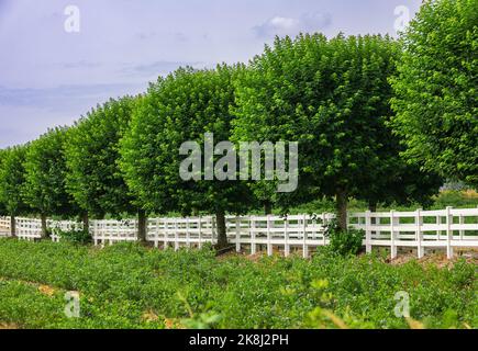 Farmfeld mit Reihen von Bäumen, die zu einem Fluchtpunkt zusammenlaufen. Zaun grüne Bäume im Garten Hof Rasen Bäume in Reihe Gasse getrimmt, immergrünen Rand Stockfoto