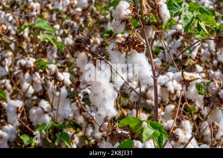 Ernte. Felder aus reifer Baumwolle mit offenen Mollen und flauschiger weißer Baumwolle. Israel Stockfoto