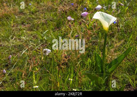 Weiße Blume von Zantedeschia aethiopica mit etwas Drosera cistiflora im Hintergrund bei Darling im Westkap von Südafrika Stockfoto