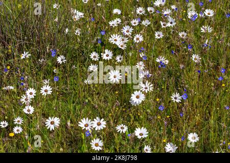 Cape Flower Region: Einige weiße und blaue Blumen in der Nähe von Darling im Westkap von Südafrika Stockfoto