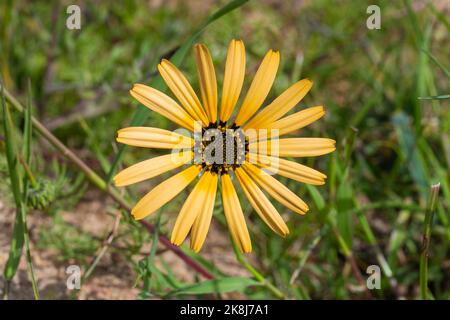 Makro einer gelben blühenden Asteraceae in einem natürlichen Lebensraum nahe Darling im Westkap Südafrikas Stockfoto