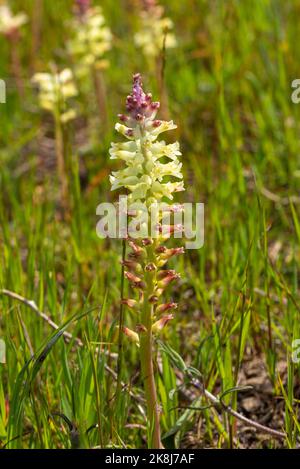 Nahaufnahme eines blühenden Lachenalia sp. In einem natürlichen Lebensraum in der Nähe der Stadt Darling im Westkap von Südafrika Stockfoto