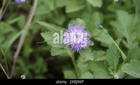 Nahaufnahme von schönen Blüten von Centratherum punctatum auch als Lerche Gänseblümchen und brasilianische Knopfblume bekannt. Dekorative und dekorative Pflanze. Stockfoto