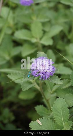 Nahaufnahme von schönen Blüten von Centratherum punctatum auch als Lerche Gänseblümchen und brasilianische Knopfblume bekannt. Dekorative und dekorative Pflanze in Mobile Stockfoto