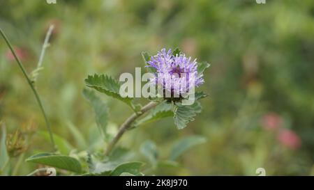 Nahaufnahme von schönen Blüten von Centratherum punctatum auch als Lerche Gänseblümchen und brasilianische Knopfblume bekannt. Dekorative und dekorative Pflanze. Stockfoto