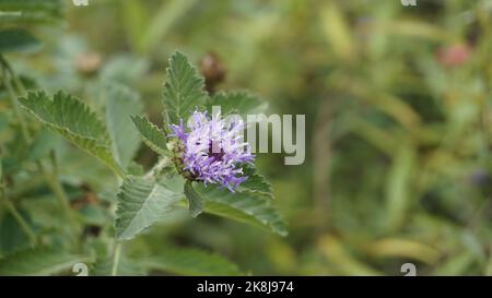 Nahaufnahme von schönen Blüten von Centratherum punctatum auch als Lerche Gänseblümchen und brasilianische Knopfblume bekannt. Dekorative und dekorative Pflanze. Stockfoto