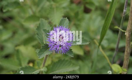 Nahaufnahme von schönen Blüten von Centratherum punctatum auch als Lerche Gänseblümchen und brasilianische Knopfblume bekannt. Dekorative und dekorative Pflanze. Stockfoto