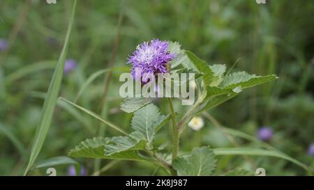 Nahaufnahme von schönen Blüten von Centratherum punctatum auch als Lerche Gänseblümchen und brasilianische Knopfblume bekannt. Dekorative und dekorative Pflanze. Stockfoto