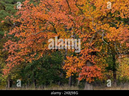 Sieversdorf, Deutschland. 22. Oktober 2022. Eine rote Eiche am Waldrand leuchtet in bunten Herbstfarben. Quelle: Patrick Pleul/dpa/Alamy Live News Stockfoto