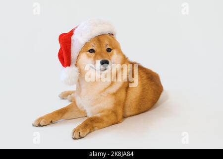 Niedlicher liegender Hund shiba inu im weihnachtshut posiert isoliert auf weißem Hintergrund Stockfoto