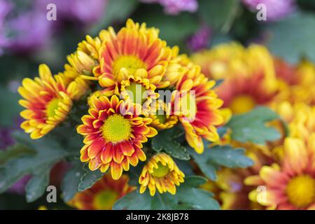 Zweifarbige gelb-orange Chrysanthemen (Mütter oder chrysanthen) im Blumengarten. Stockfoto