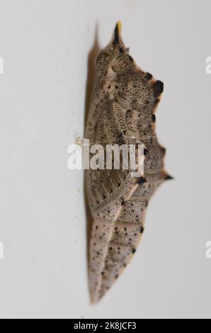 Chrysalis des großen weißen Pieris brassicae. Cruz de Pajonales. Integral Natural Reserve von Inagua. Tejeda. Gran Canaria. Kanarische Inseln. Spanien. Stockfoto