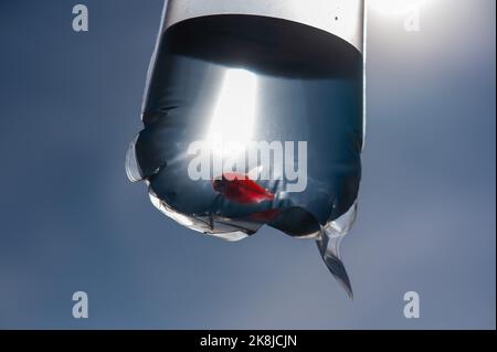 Goldfisch in einer Plastiktüte. Fisch aus dem Tiergeschäft. Stockfoto