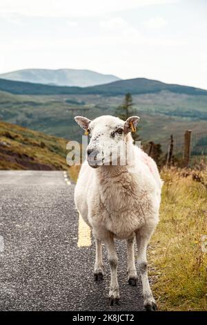 Ein einziges Schaf auf einer Straße in Irland im Sommer (mit Blick in die Kamera) Stockfoto