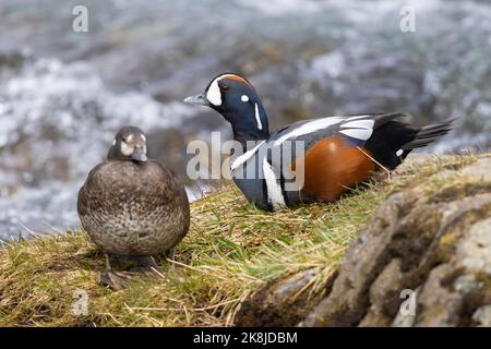 Harlequin-Ente (Histrionicus histrionicus), Paar, das auf einem Felsen ruht, Nordost-Region, Island Stockfoto