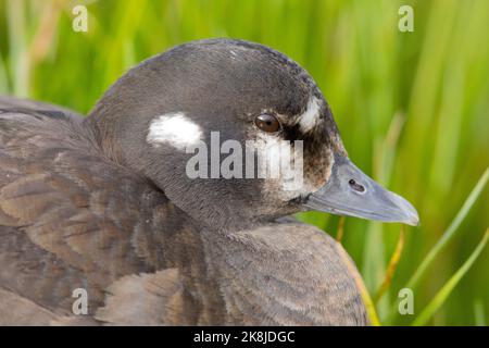 Harlequin-Ente (Histrionicus histrionicus), Nahaufnahme eines erwachsenen Weibchens, Nordost-Region, Island Stockfoto