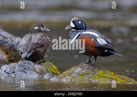 Harlequinente (Histrionicus histrionicus), Paar, das auf einigen Felsen ruht, Südliche Region, Island Stockfoto