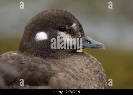 Harlequin-Ente (Histrionicus histrionicus), Nahaufnahme eines erwachsenen Weibchens, Südliche Region, Island Stockfoto