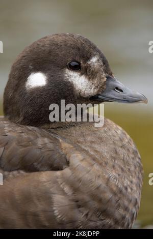 Harlequin-Ente (Histrionicus histrionicus), Nahaufnahme eines erwachsenen Weibchens, Südliche Region, Island Stockfoto